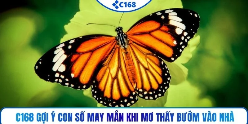 C168 gợi ý con số may mắn khi mơ thấy bướm vào nhà